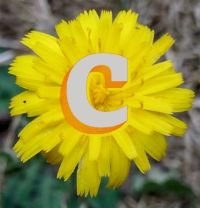 ColourMine – this is not fakery here, love original poems