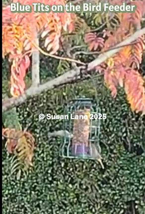 Birds – (blue tits) on a bird in my garden with overlaid text "Blue Tits on the Bird Feeder" and "© Susan Lane 2025"