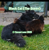 Little black cat with one of her doggy friends, overlaid with text "Black Cat (The Queen)" and "© Susan Lane 2025"