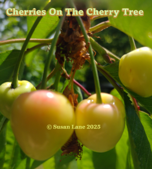 Pinky yellow cherries on a cherry tree in the ColourMine Susan Lane's garden with overlaid text "Cherries on The Cherry Tree" and "© Susan Lane 2025"