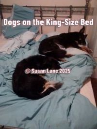 King-size bed with overlaid text "Dogs on the King-Size Bed" and "© Susan Lane 2025"