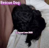 Rescue dog with text "Rescue Dog" and "© Susan Lane 2025"