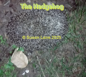 The hedgehog is a regular local visitor to the ColourMine garden, with "The Hedgehog" and "© Susan Lane" in yellow text.