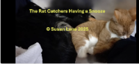 Orange cat snuggling with his canine friends with overlaid text "The Rat Catchers Having a Snooze" and "© Susan Lane 2025"