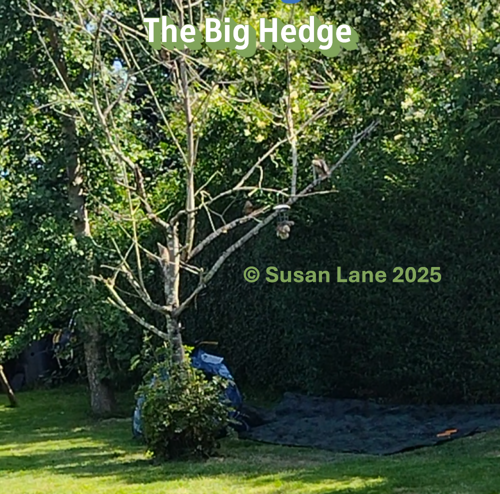 Big green privet hedge where the birds live and play with overlaid text "The Big Hedge" and "© Susan Lane 2025"