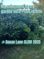 Dense green garden foliage with many small white flowers in bloom. Grass and scattered petals cover the ground. Overlaid text reads “My enjoyment of my garden here – this is love” and “© Susan Lane SLCM 2025”.