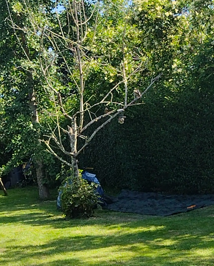 The little hedge before the makeover all overgrown, looking like a vagrant