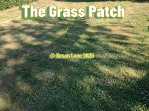 Grass patch under the Acer tree in the ColourMine garden with text "The Grass Patch" and "© Susan Lane 2025"