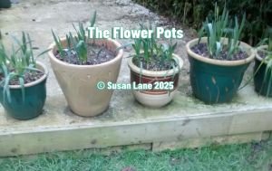 Flower pots photographed in 2016, featured in ColourMine 2025 poem by Susan Lane with overlaid text "The Flower Pots" and "© Susan Lane 2025"
