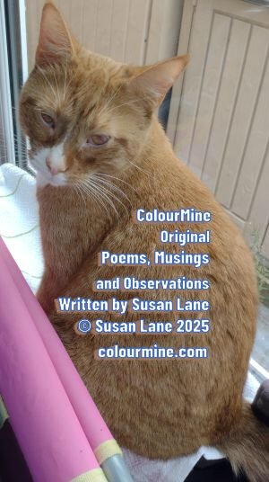 404 Page Not Found - ColourMine cat with logo text information including copyright "© Susan Lane 2025" 