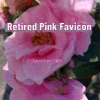 ColourMine favicon - pink camellia with text "Retired Pink Favicon" and "© Susan "Lane 2025