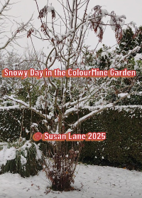 A snowy day in the ColourMine garden — the calm that followed a chaotic 5-mile journey with my Suzuki Vitara SZ5. with text overlaid "Snowy Day in the ColourMine Garden" and "© Susan Lane 2025"