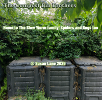 The Compost Bin Brothers in their leafy corner of the ColourMine garden -hosting slow worms, spiders, and bug banquets. © Susan Lane 2025