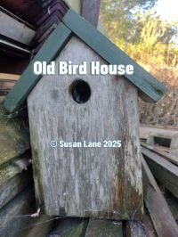 Love lives in this weathered wooden birdhouse with its green roof – nestled in the ColourMine garden, a quiet witness to nature’s daily chorus. © Susan Lane 2025
