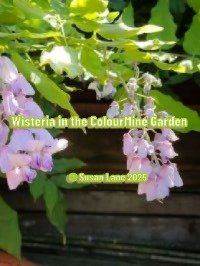 Wisteria in the ColourMine garden an accompaniment to the poem "What is ColourMine" with "© Susan Lane 2025"