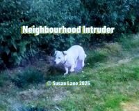 Miniature Jack Russell caught mid-trespass near hedge, evidencing poetic boundary breach. © Susan Lane 2025