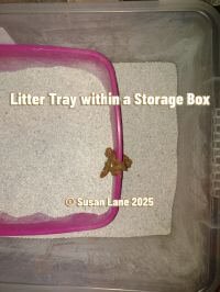 Litter tray with pink rim placed inside a transparent storage box, showing evidence of a cat’s mess - used to illustrate the poem’s real-life frustrations and cleaning rituals.
© Susan Lane 2025