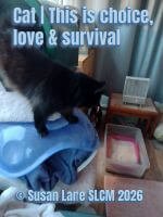 Black cat standing confidently on one of several pet beds in a conservatory, looking alert and settled.