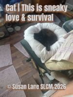 A black cat curled up asleep on a white cushion on a chair indoors, with bowls and household items in the background. Text on the image reads “Cat | This is sneaky love & survival © Susan Lane SLCM 2026.”
