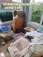 A conservatory with cat beds, blankets, and pet items arranged around the room, including green and beige Katden's, a pillow on a far chair, andn soft clutter creating a cosy, lived in space.