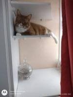 Herr Ob, a ginger cat, peeks curiously down from a white shelf, capturing the playful charm and affection celebrated in "My Ginger Man and Me".
