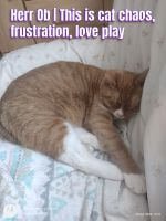Herr Ob, a ginger and white cat, sleeping curled up on a bed with patterned bedding.