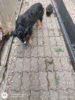 Pets walking along a paved path beside a fence, featuring an elderly rescue dog with a black cat following behind.