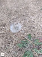 ColourMine nature photograph of a delicate dandelion seed head rising from dry summer grass.